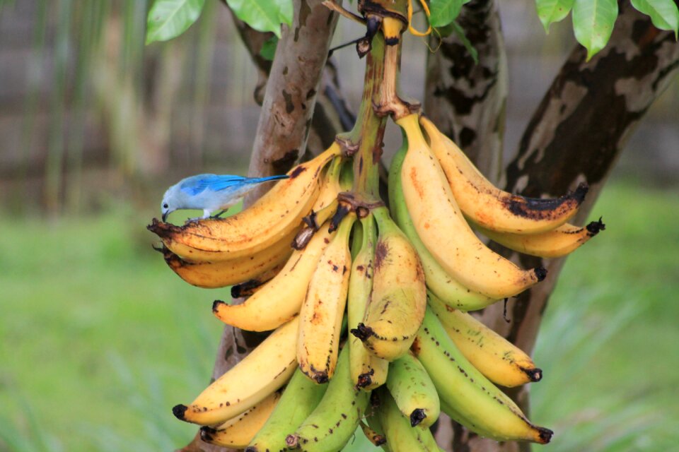 Bananas fauna nature
