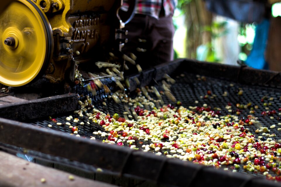 Wet processed coffee coffee