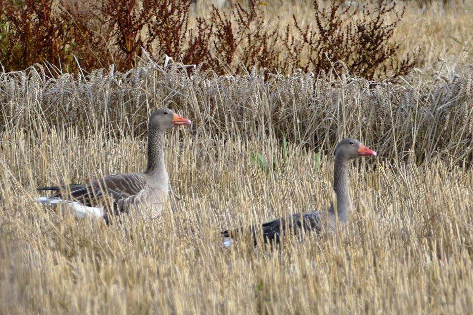 Bird water bird wild geese