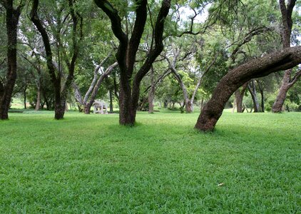 Green lawn bench nature photo