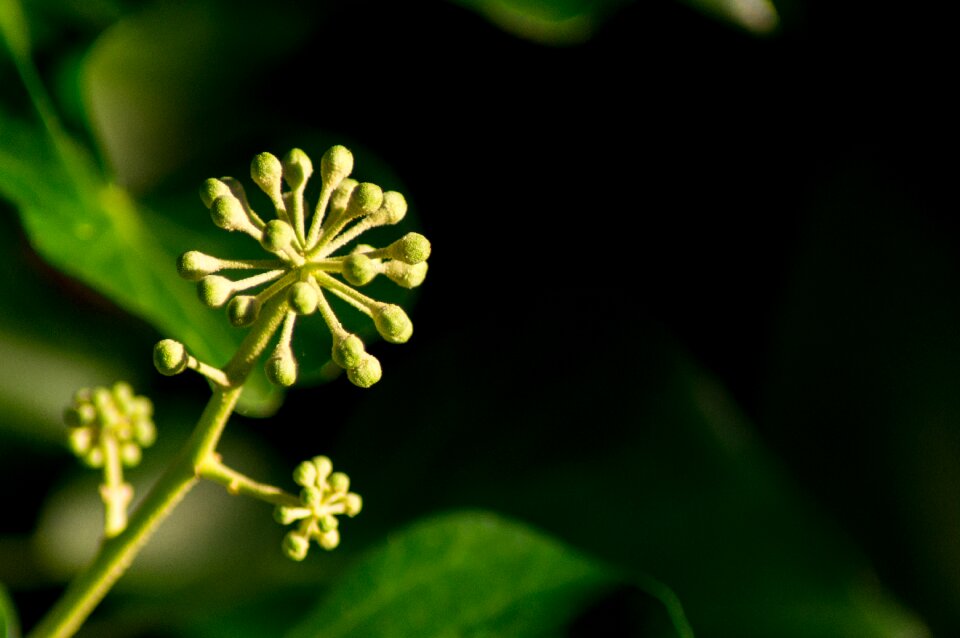Ranke small flower plant