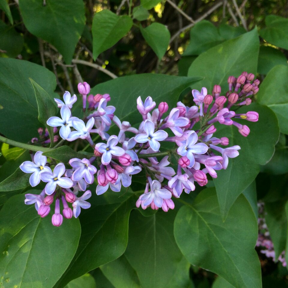 Flowers spring summer