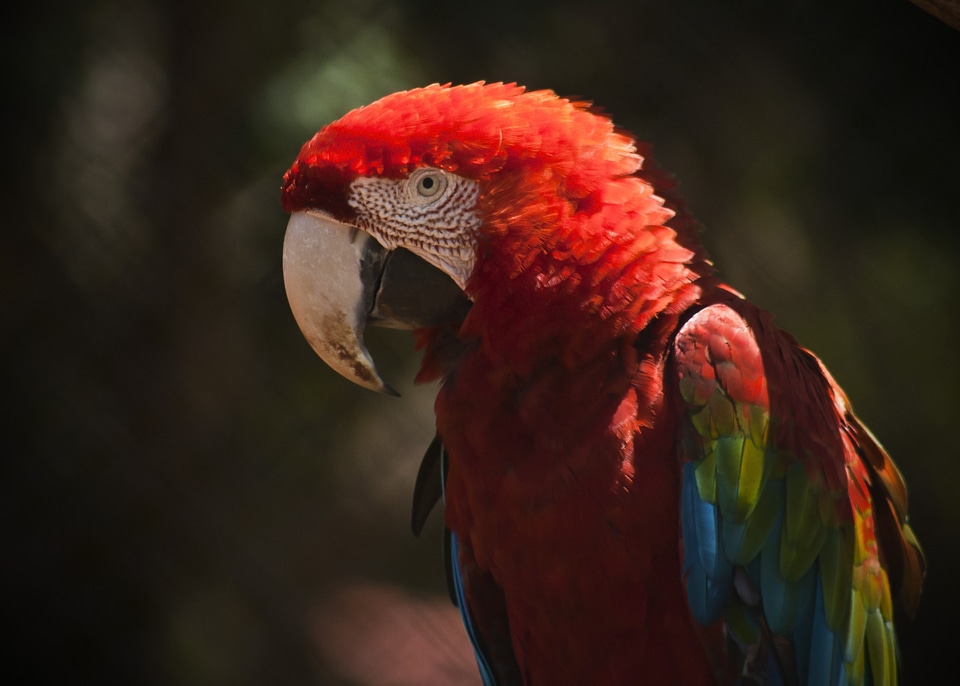 Red animals tropical bird photo