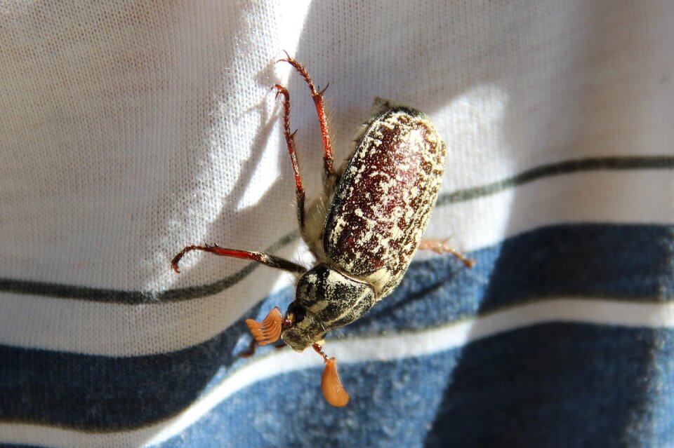 Beetle khrushchev summer