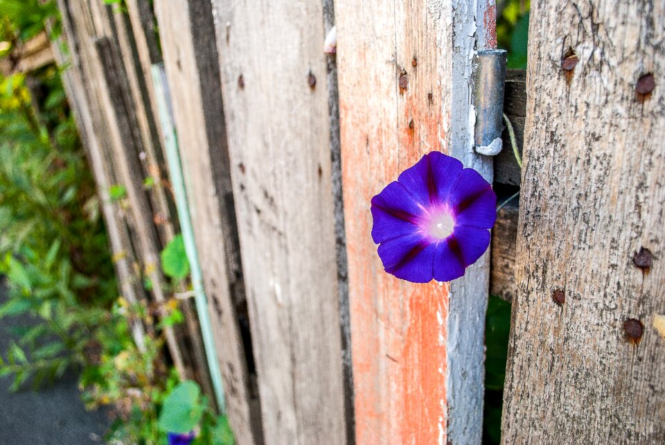 Plant summer bloom