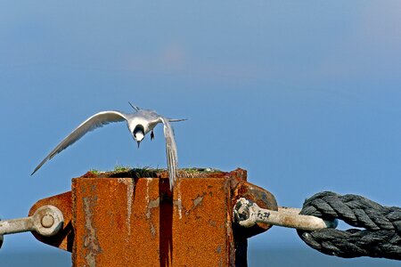 Tern seevogel north sea birds photo