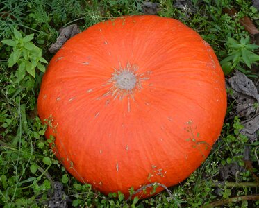 Vegetable garden orange squash