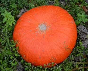 Vegetable garden orange squash photo