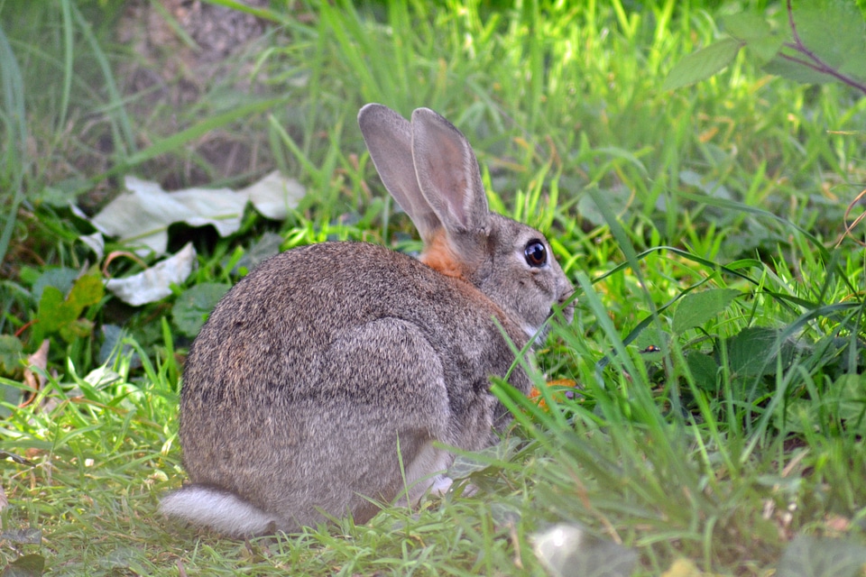 Oryctolagus cuniculus adult mammal
