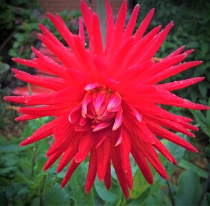 Star flower single bloom red