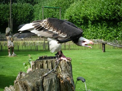 Bird predator nature