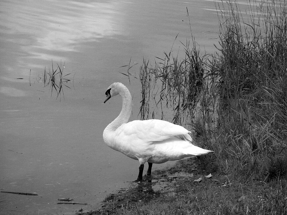 Plumage white swan waters