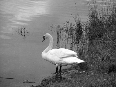 Plumage white swan waters photo