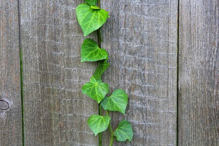 Foliage nature decoration