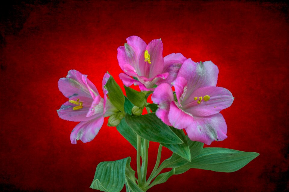 Blossom bloom lily