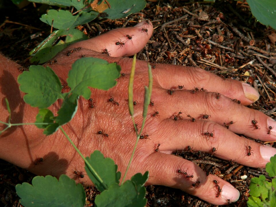 Nature familiarity ants