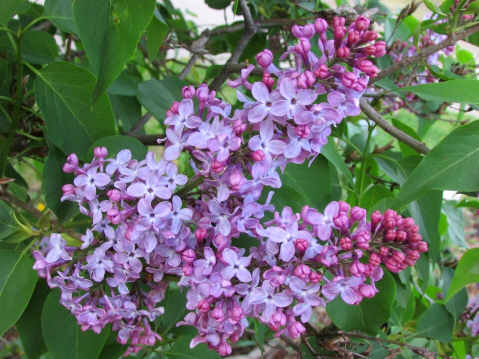 Lilac purple