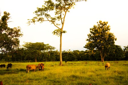 Animal cow animal husbandry photo