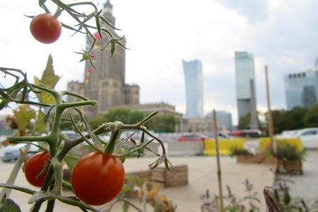 Tomato warsaw composition