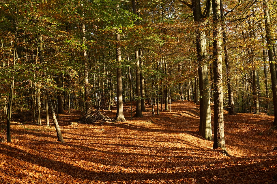 Autumn leaves autumn forest