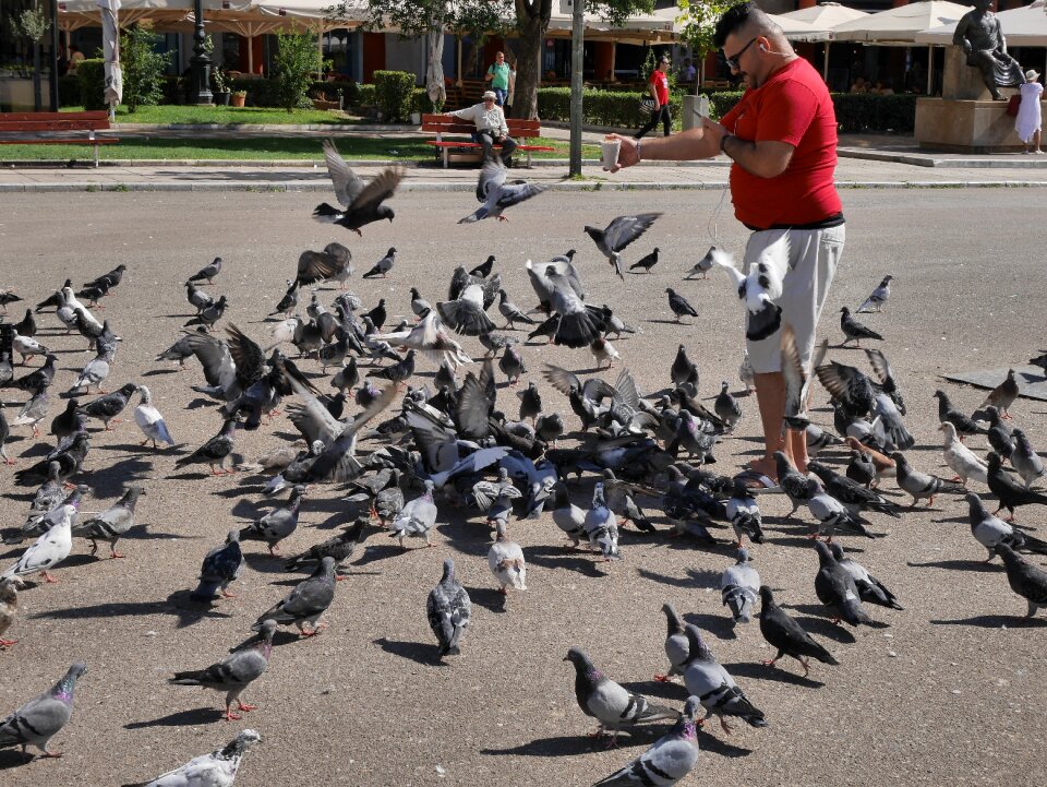 Europe mediterranean birds