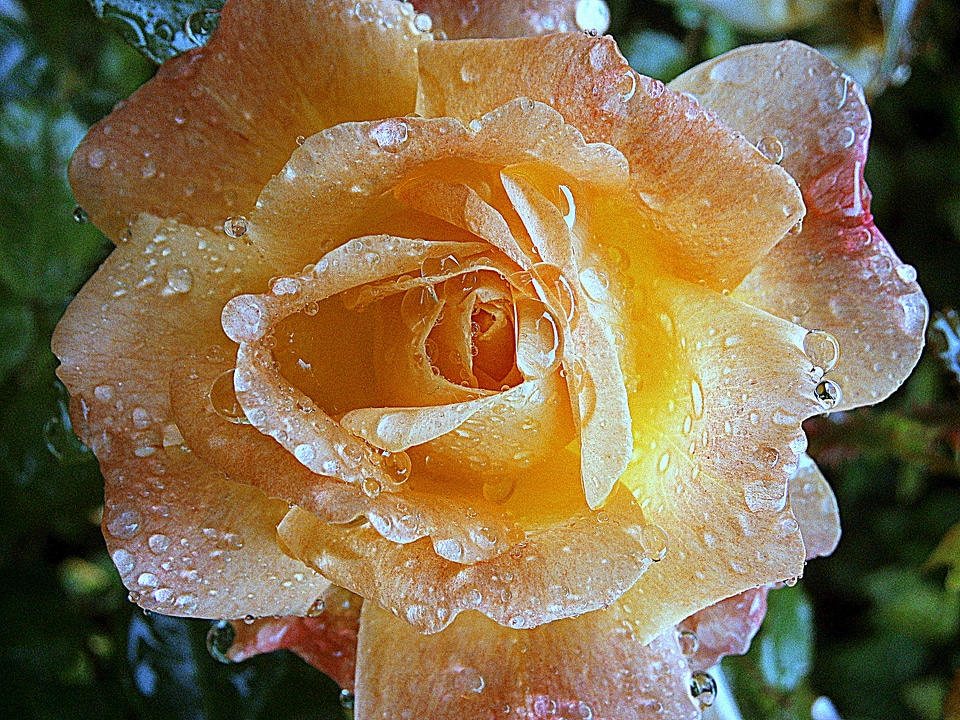 Bloom flowers beauty