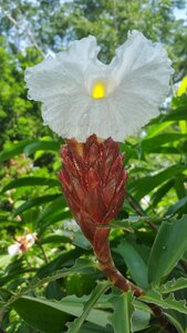 Tropical yellow red