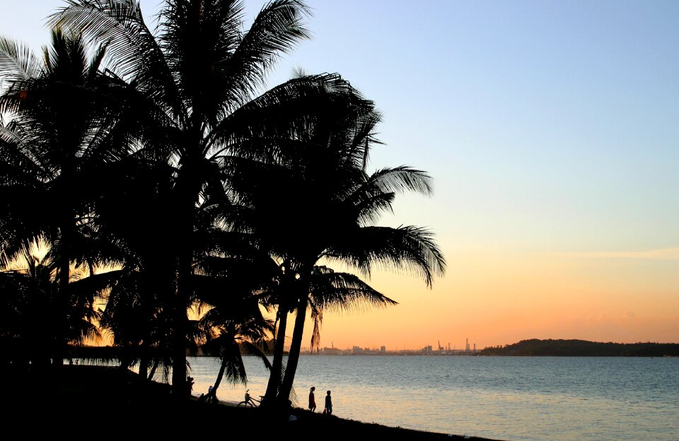 Vacation silhouette coconut photo