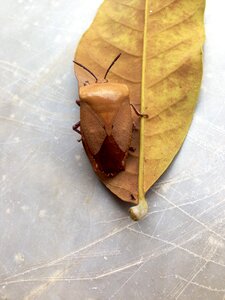 Yellow nature fly