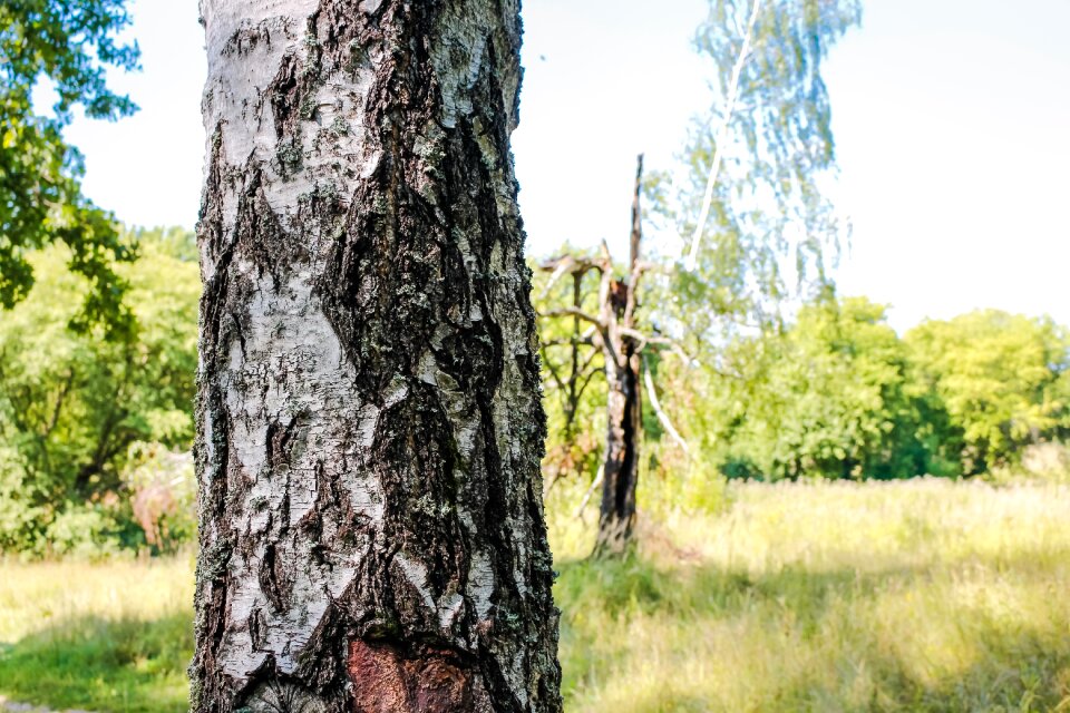 Shearling trunk bark