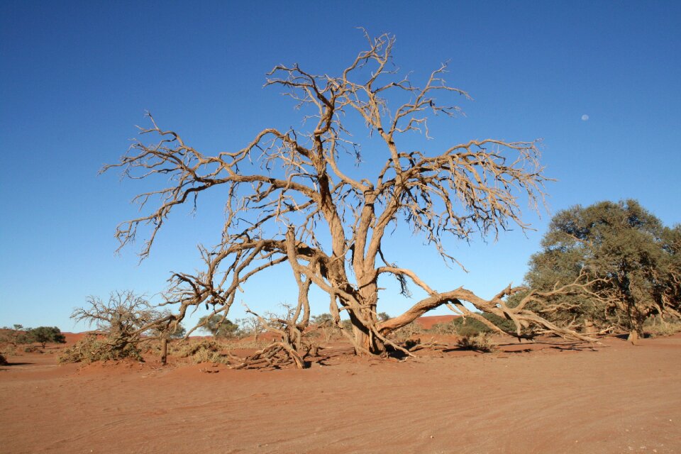 Sandy africa landscape