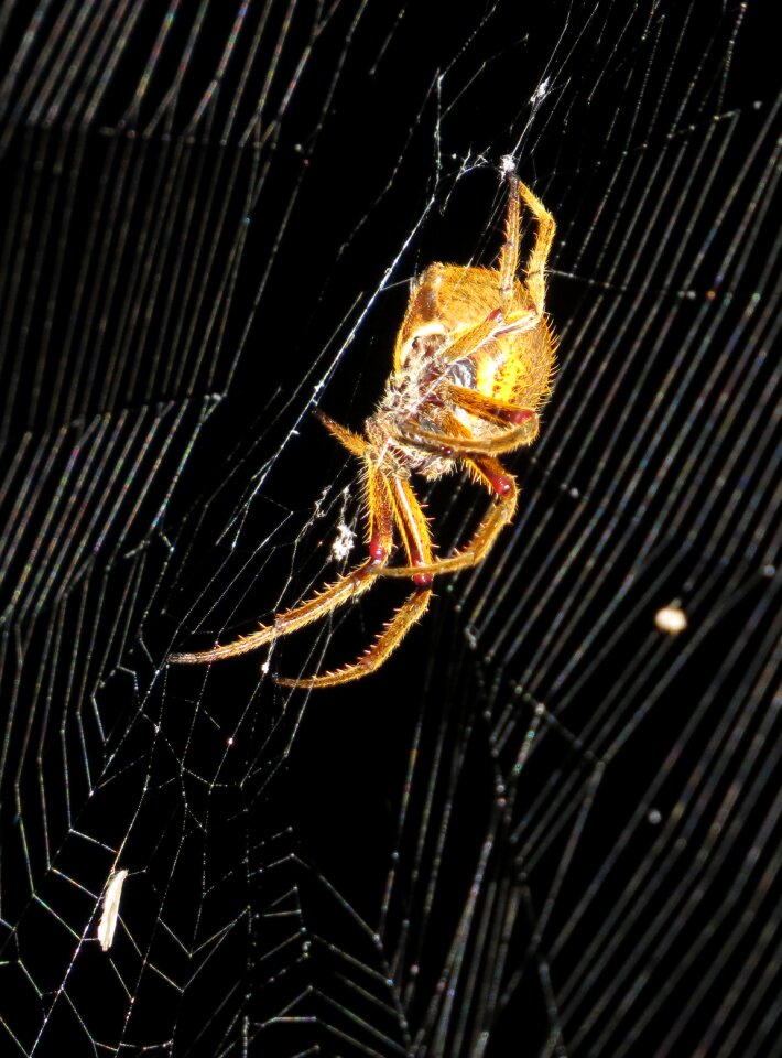 Macro spider quindio