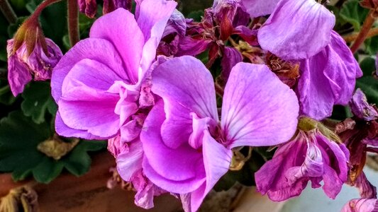 Garden summer floral