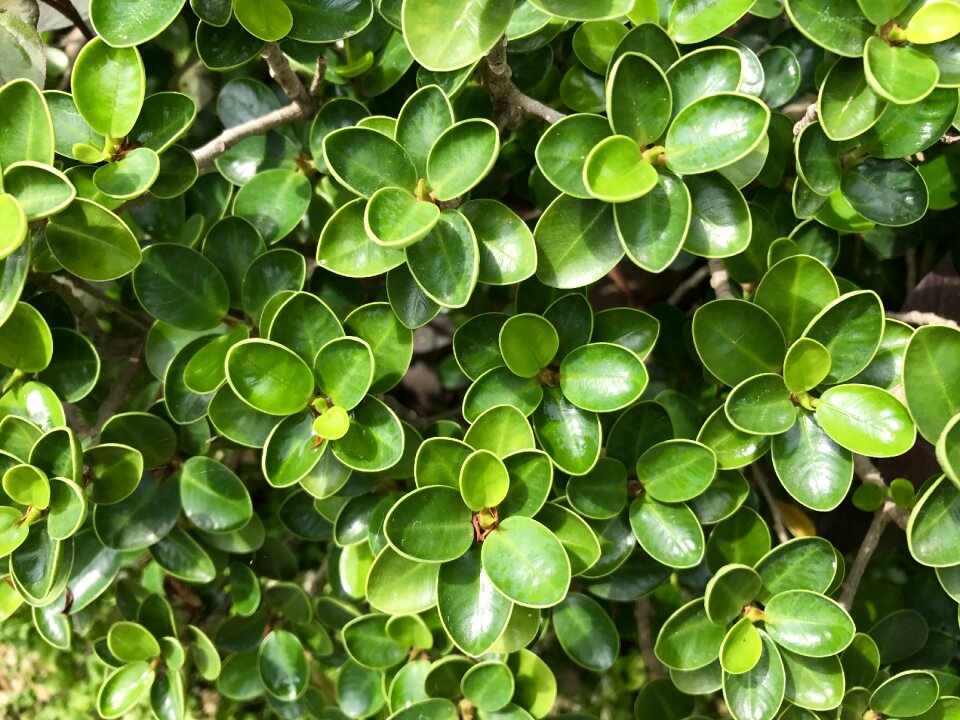 Tree green leaf nature