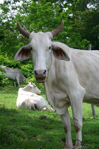Cattle livestock bovine photo