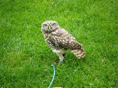 Bird predator nature