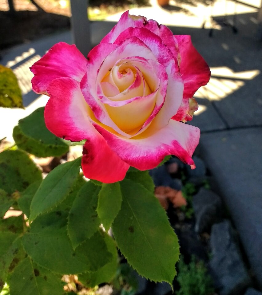 Nature garden summer