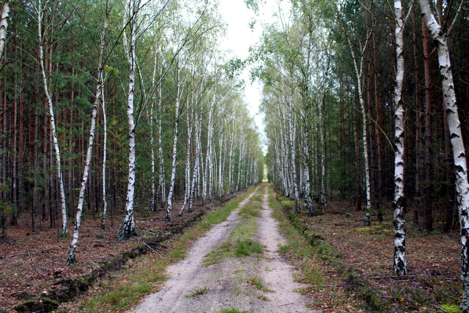 Nature way view