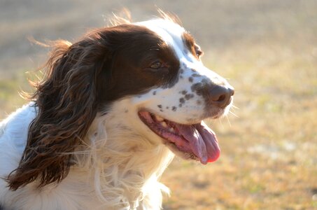 Dog purebred english photo