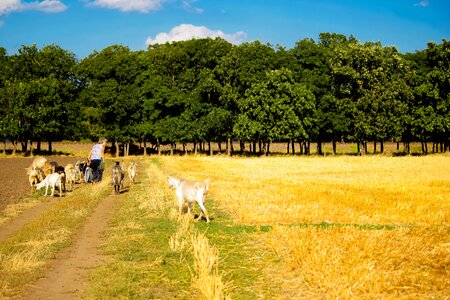 Goats home meadow