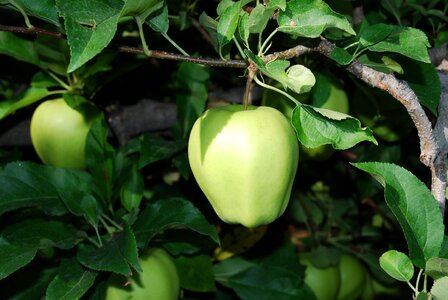 Season fruit branch