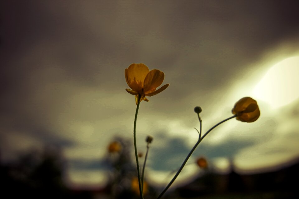 Spring blossom bloom