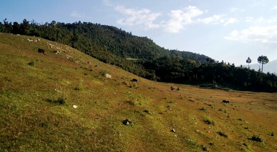 Cattle grazing dark forest livestock