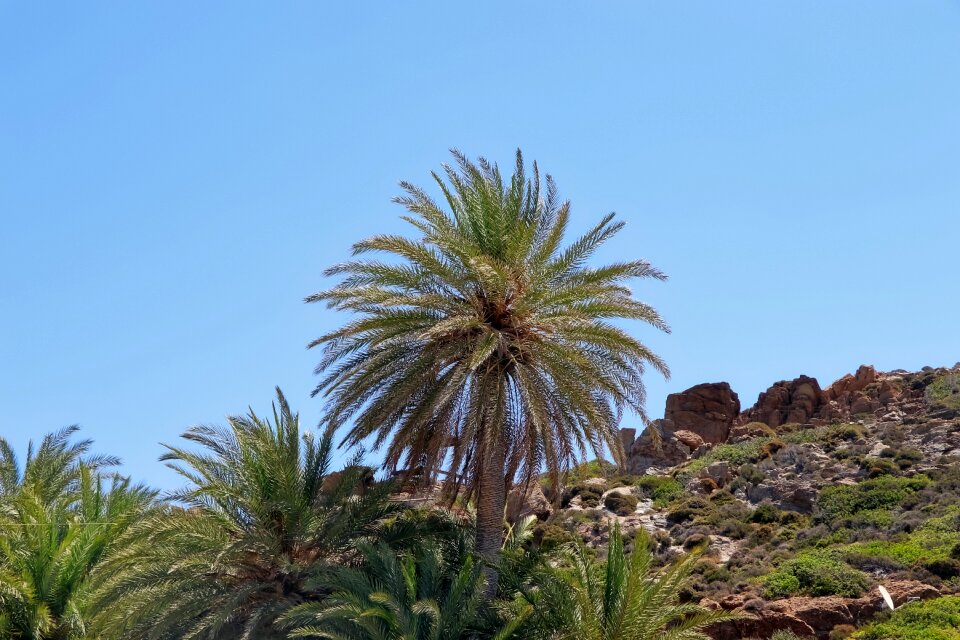 Palm trees blue holidays