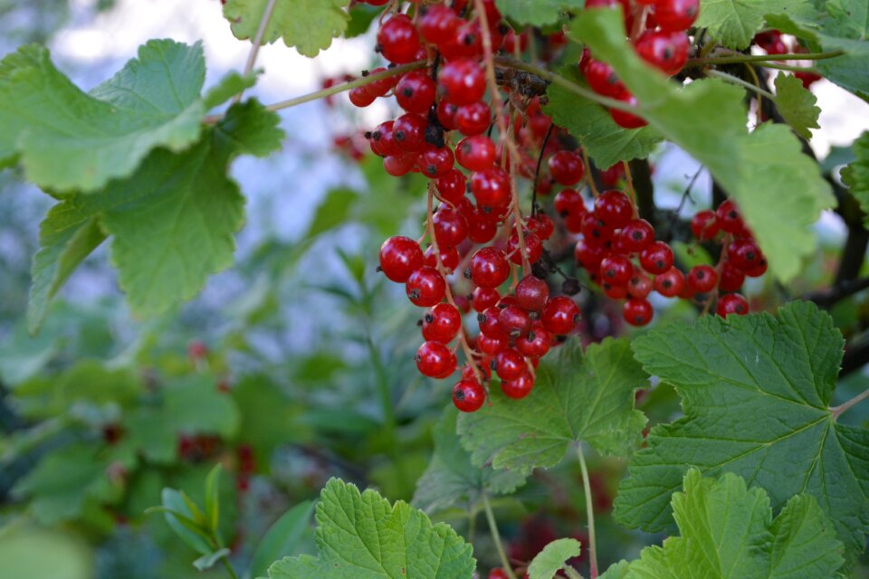 Fruits fruit plant