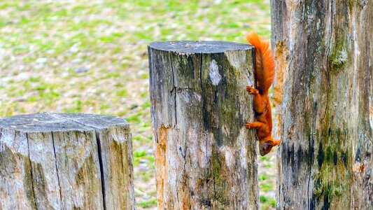 Red tail red tree stump