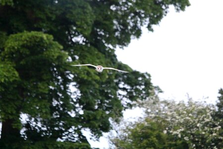 Wildlife nocturnal flying