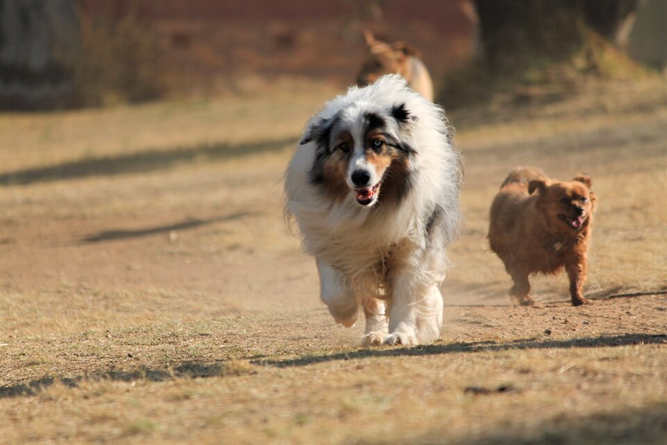 Pet dog park walking