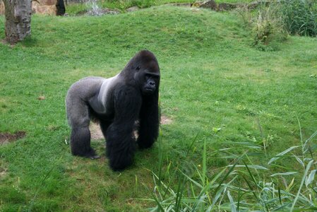 Gorilla witrug monkey