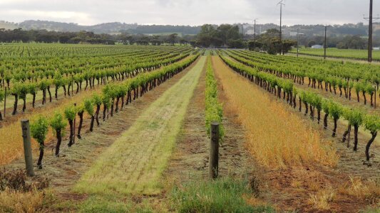Valley vine grapevine